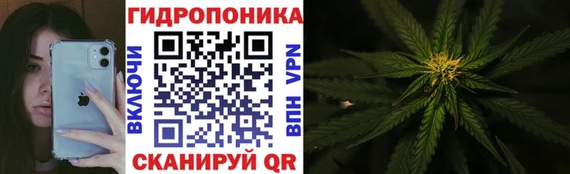 Купить  Лодейное Поле  Каннабис VHQ 